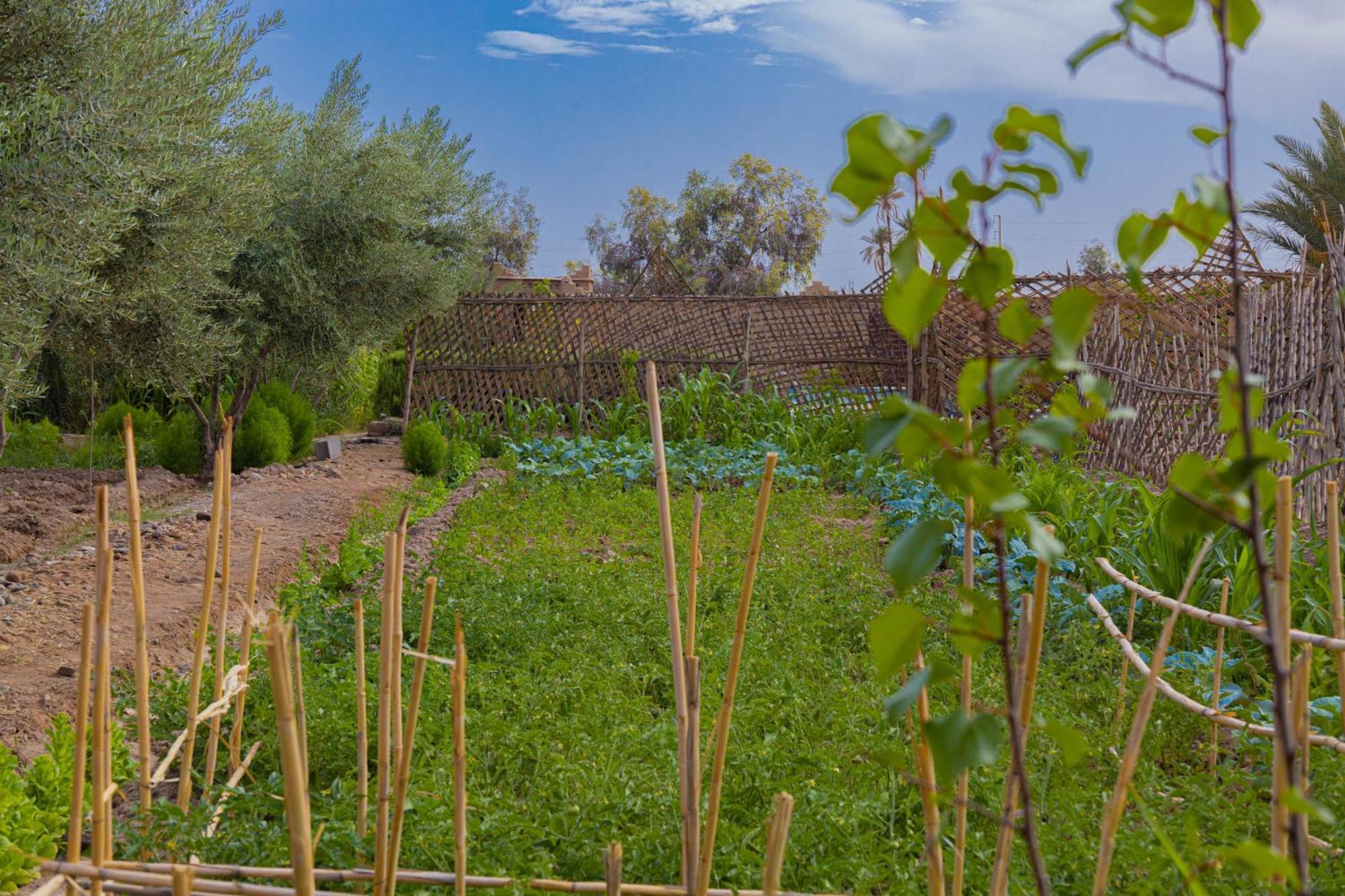 Maison D'Hote Amridil Skoura Εξωτερικό φωτογραφία