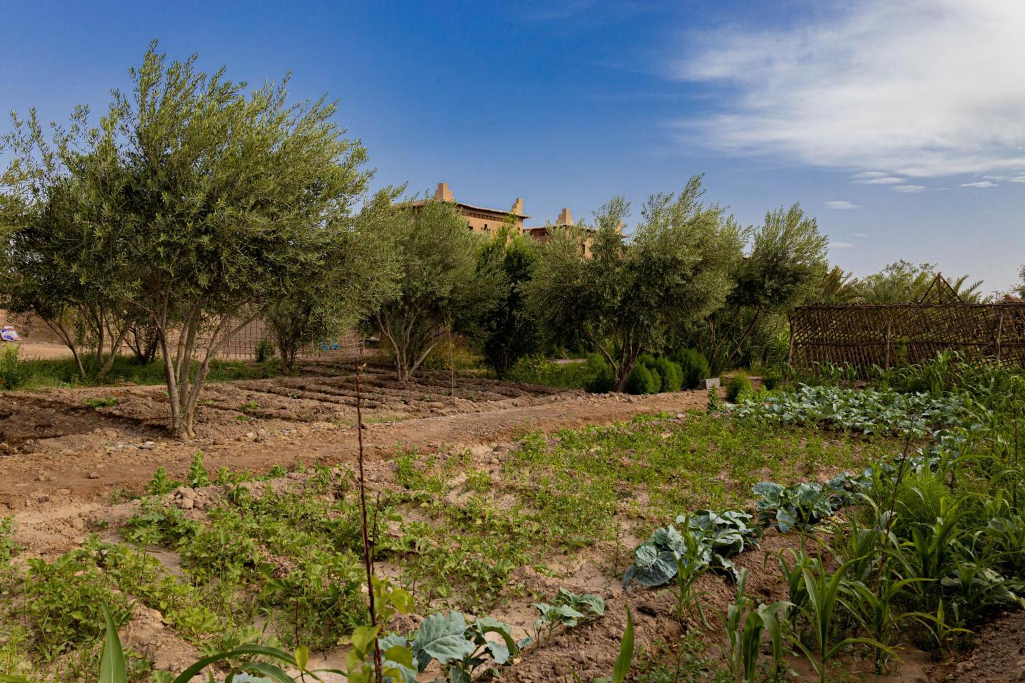 Maison D'Hote Amridil Skoura Εξωτερικό φωτογραφία